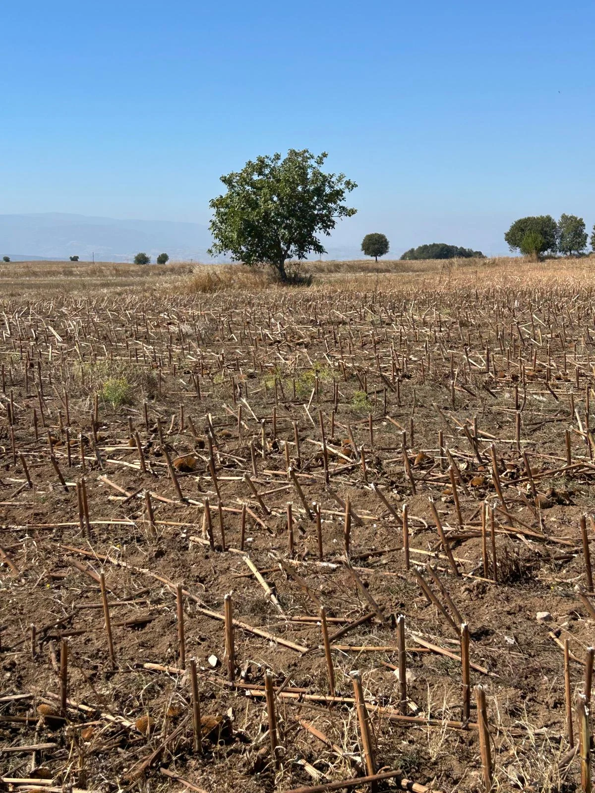 Erbaa Doğanyurt köyünde Satılık  tarla - Resim 9