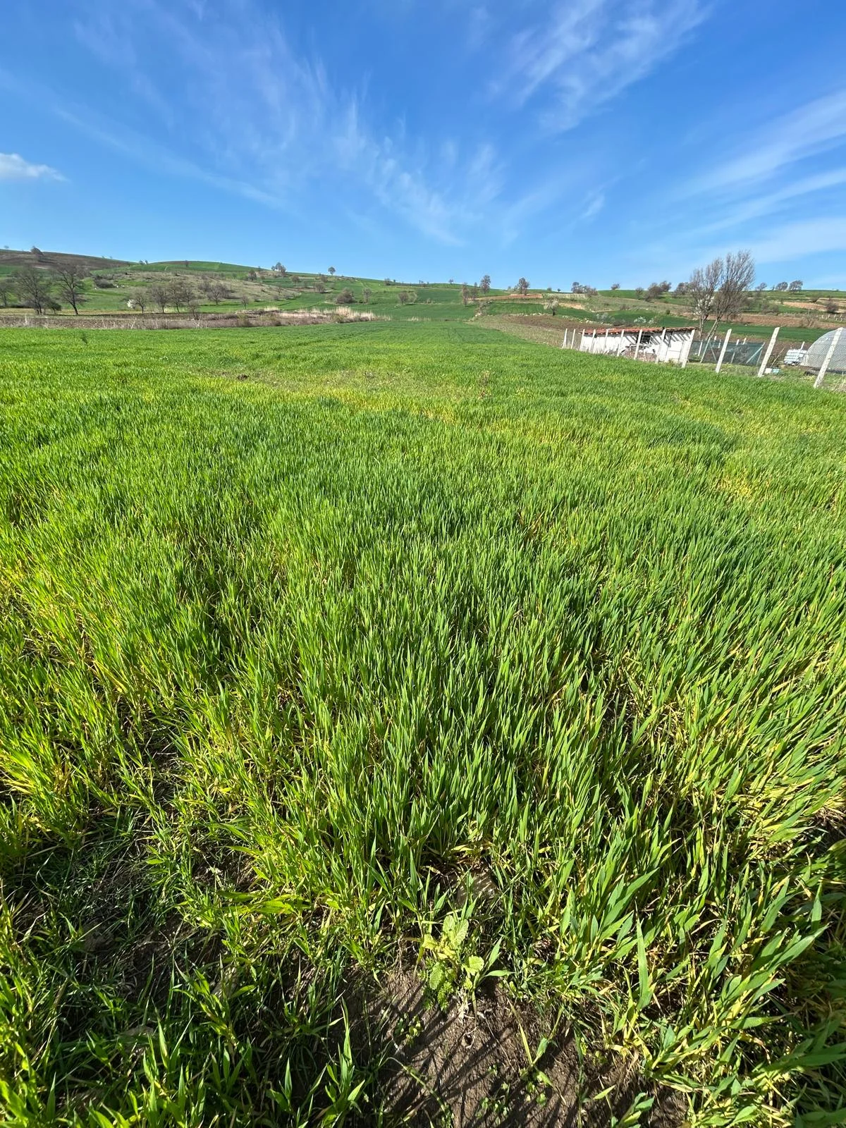 ERBAA KOÇAK MAHALLESİ AKKOÇ VE TANOBA YOLU ÜZERİNDE 5435 M2 TARLA - Resim 10